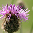 Schotland