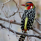 Tanzania